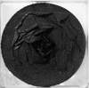 rose_07